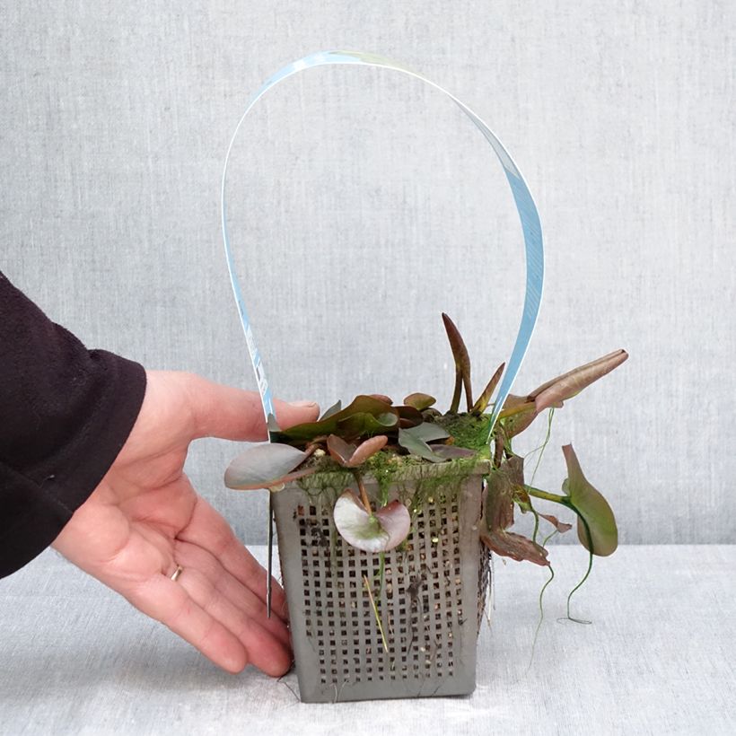 Exemplar von Nymphaea Marliacea Albida - Winterharte Seerose Topf mit 1L/1,5L wie im Frühjahr geliefert