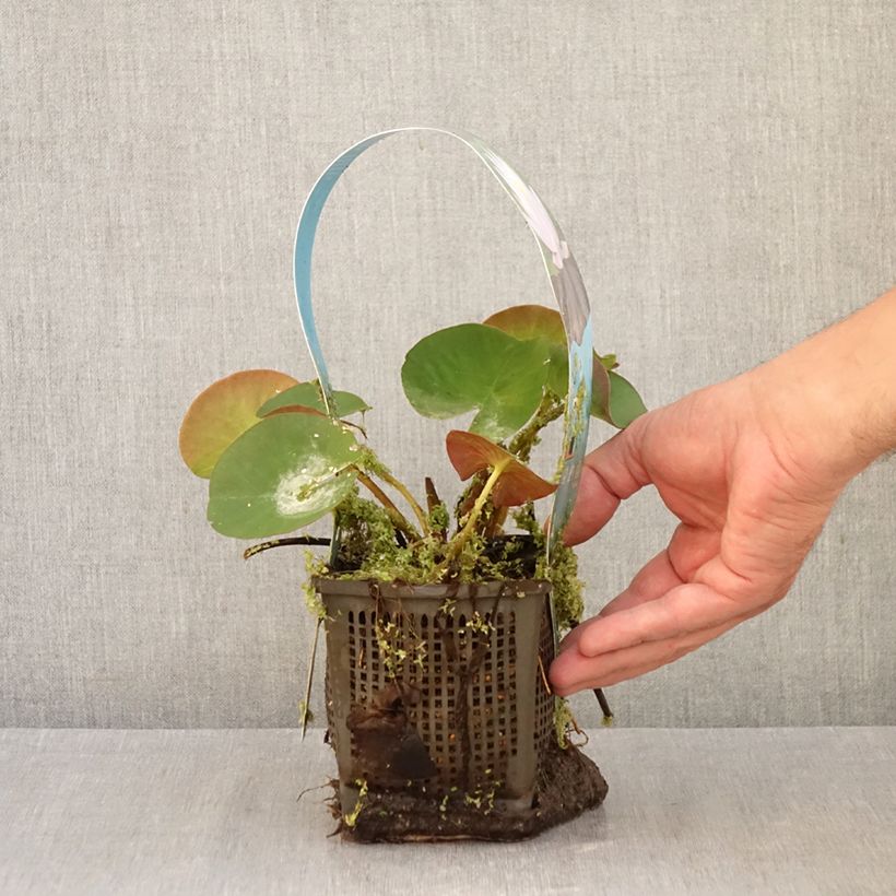 Exemplar von Nymphaea Marliacea Carnea - Winterharte Seerose Topf mit 1L/1,5L wie im Herbst geliefert