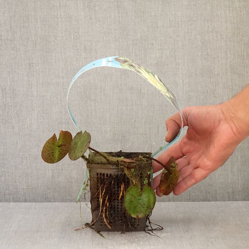 Exemplar von Nymphaea Marliacea Chromatella - Winterharte Seerose Topf mit 1L/1,5L wie im Herbst geliefert