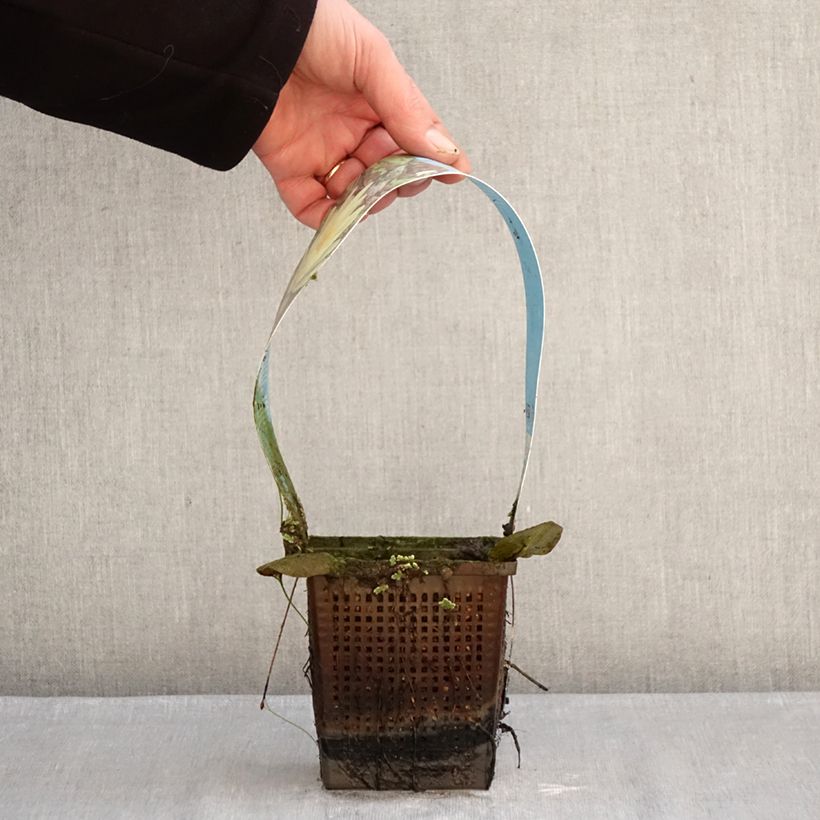 Exemplar von Nymphaea Marliacea Chromatella - Winterharte Seerose Topf mit 1L/1,5L wie im Winter geliefert