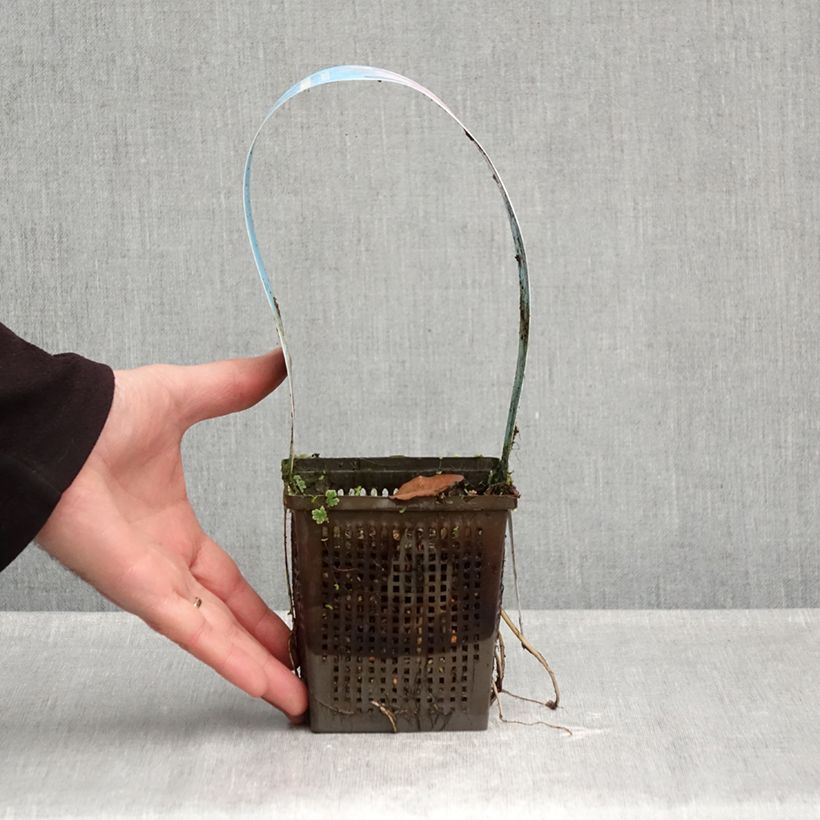 Exemplar von Nymphaea Marliacea Rubra Punctata - Winterharte Seerose Topf mit 1L/1,5L wie im Herbst geliefert