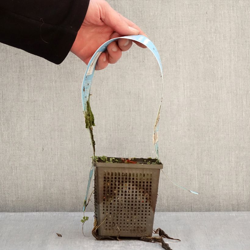 Exemplar von Nymphaea Marliacea Rubra Punctata - Winterharte Seerose Topf mit 1L/1,5L wie im Winter geliefert