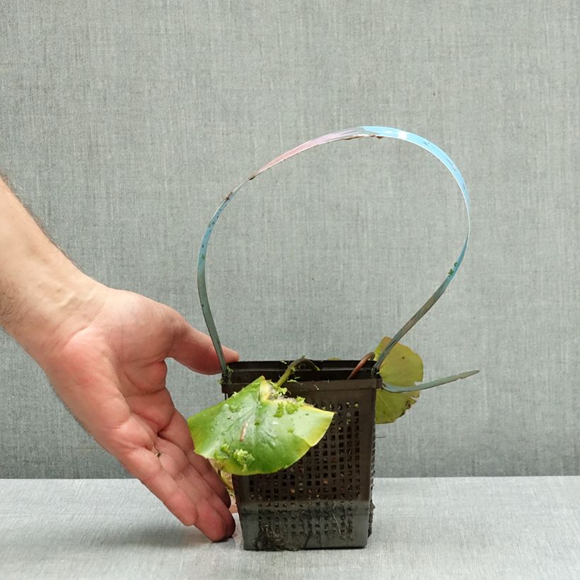 Exemplar von Nymphaea Mayla - Winterharte Seerose Topf mit 1L/1,5L wie im Herbst geliefert