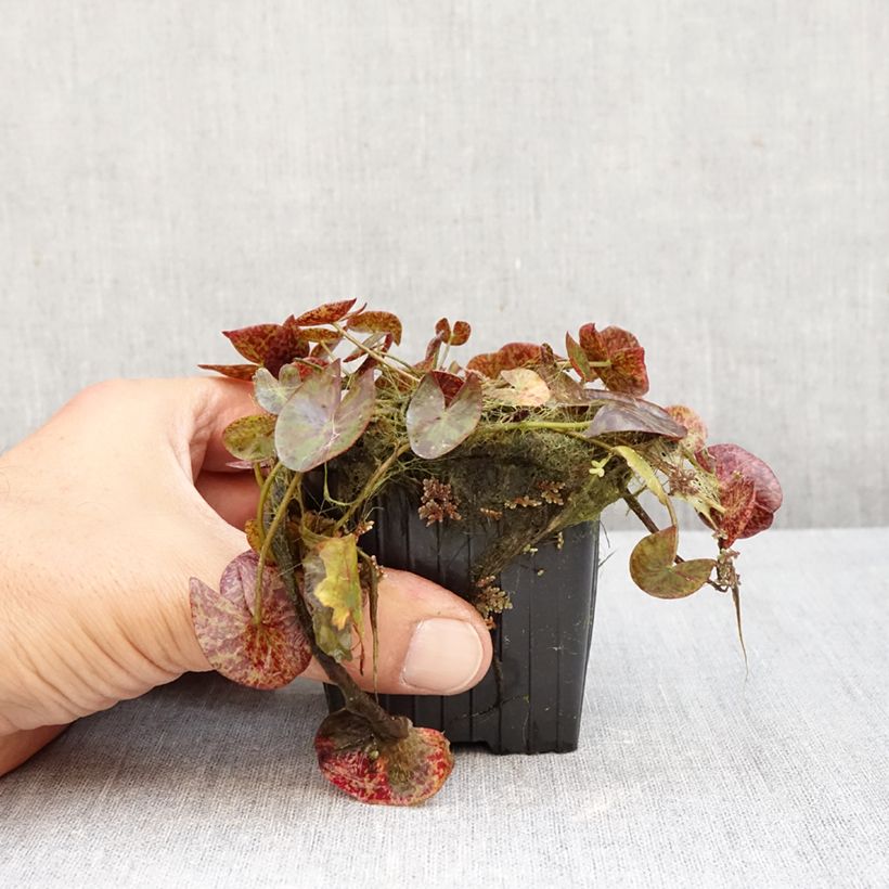 Exemplar&#x20;von&#x20;Nymphaea&#x20;Miami&#x20;Rose&#x20;-&#x20;Tropische&#x20;Seerose&#x20;Topf&#x20;mit&#x20;1,5L&#x2F;2L&#x20;wie&#x20;im&#x20;Herbst&#x20;geliefert