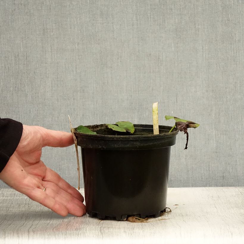 Exemplar von Nymphaea Moorei - Winterharte Seerose Topf mit 1,5L/2L wie im Herbst geliefert