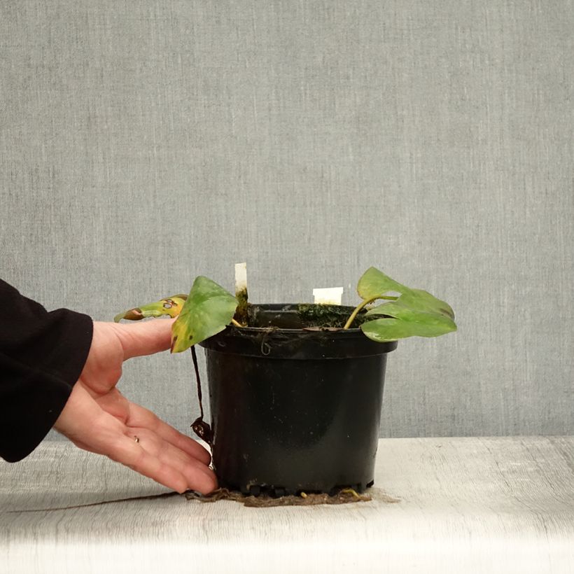 Exemplar von Nymphaea odorata Odorata Suavissima - Wohlriechende Seerose Topf mit 1,5L/2L wie im Herbst geliefert