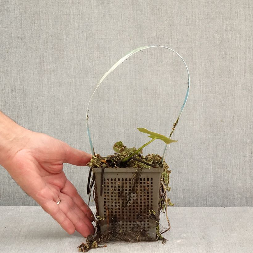 Exemplar von Nymphaea Perry's Double White - Winterharte Seerose Topf mit 1L/1,5L wie im Herbst geliefert