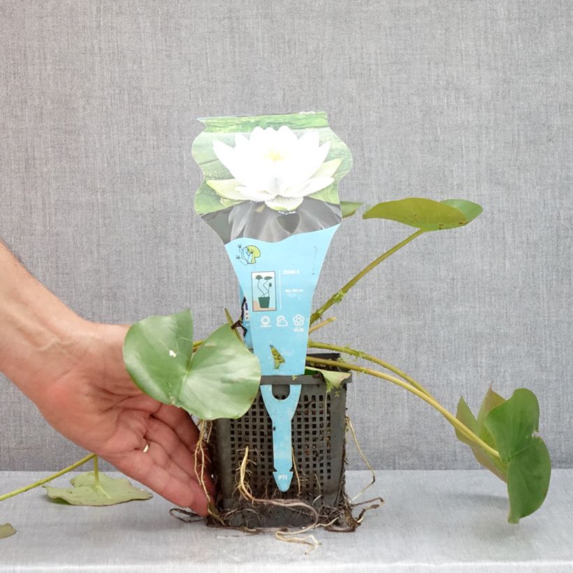 Exemplar von Nymphaea Perry's Double White - Winterharte Seerose Topf mit 1L/1,5L wie im Sommer geliefert