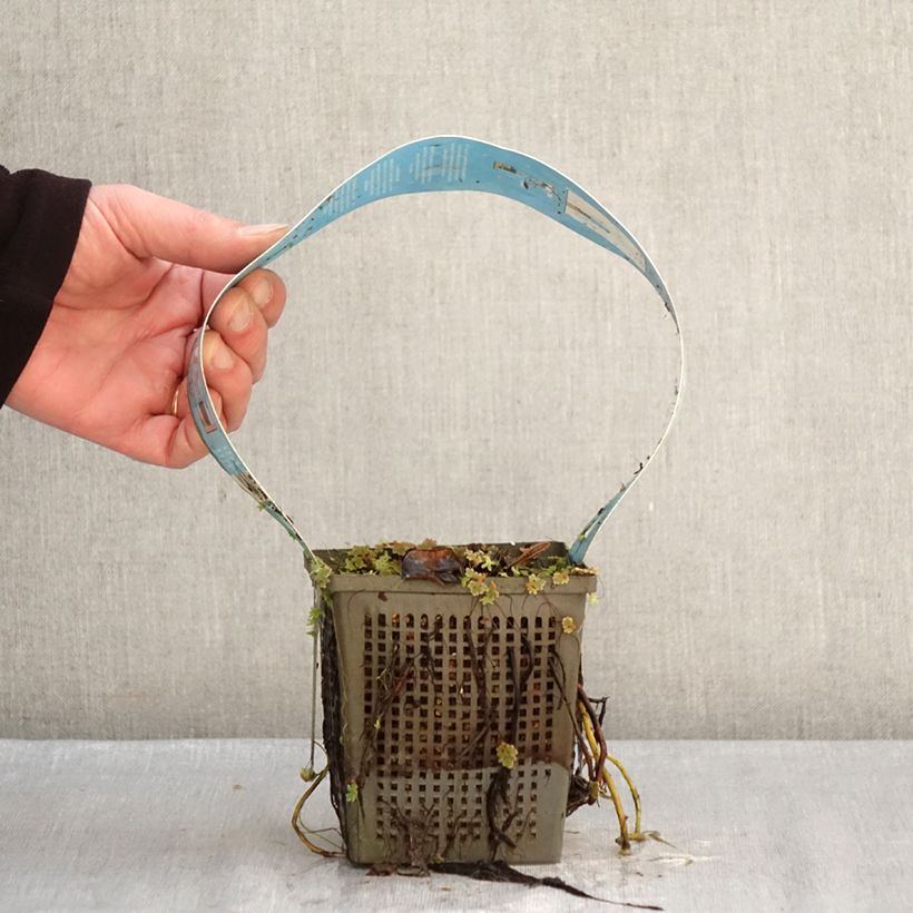 Exemplar von Nymphaea Perry's Double White - Winterharte Seerose Topf mit 1L/1,5L wie im Winter geliefert