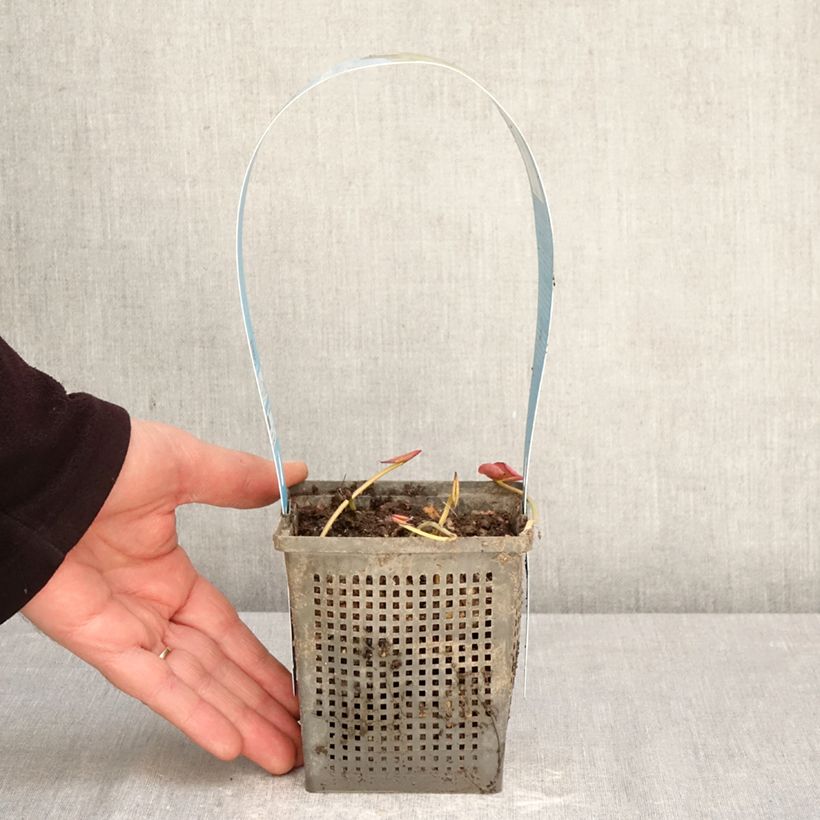 Exemplar von Nymphaea Perry's Double White - Winterharte Seerose Topf mit 1L/1,5L wie im Frühjahr geliefert