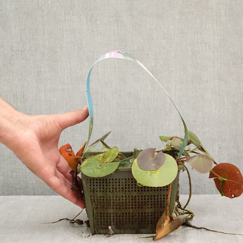 Exemplar von Nymphaea Peter Slocum - Winterharte Seerose Topf mit 3L/4L wie im Herbst geliefert