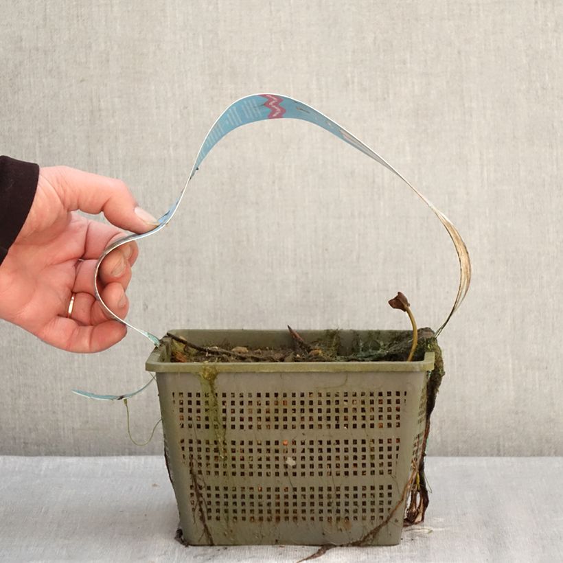 Exemplar von Nymphaea Peter Slocum - Winterharte Seerose Topf mit 3L/4L wie im Winter geliefert