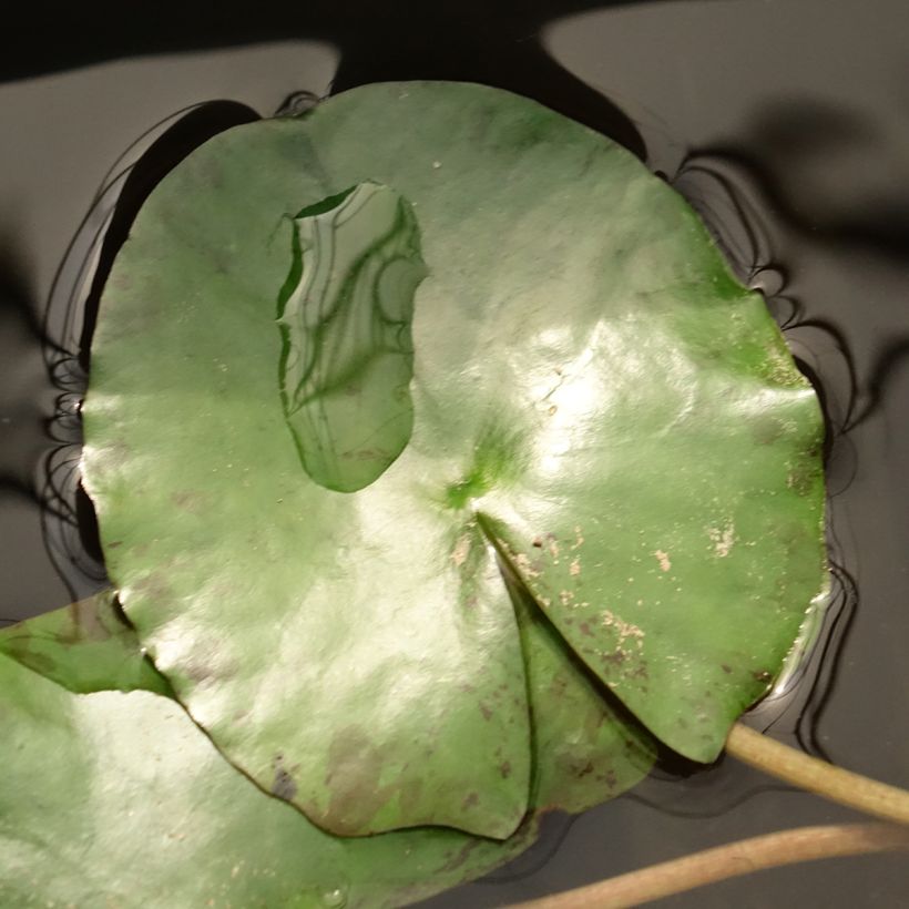 Nymphaea Pygmea Helvola - Winterharte Seerose (Laub)