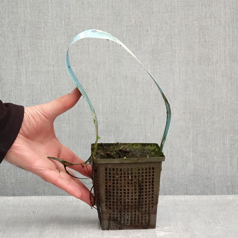 Exemplar von Nymphaea Ray Davies - Winterharte Seerose Topf mit 1L/1,5L wie im Herbst geliefert