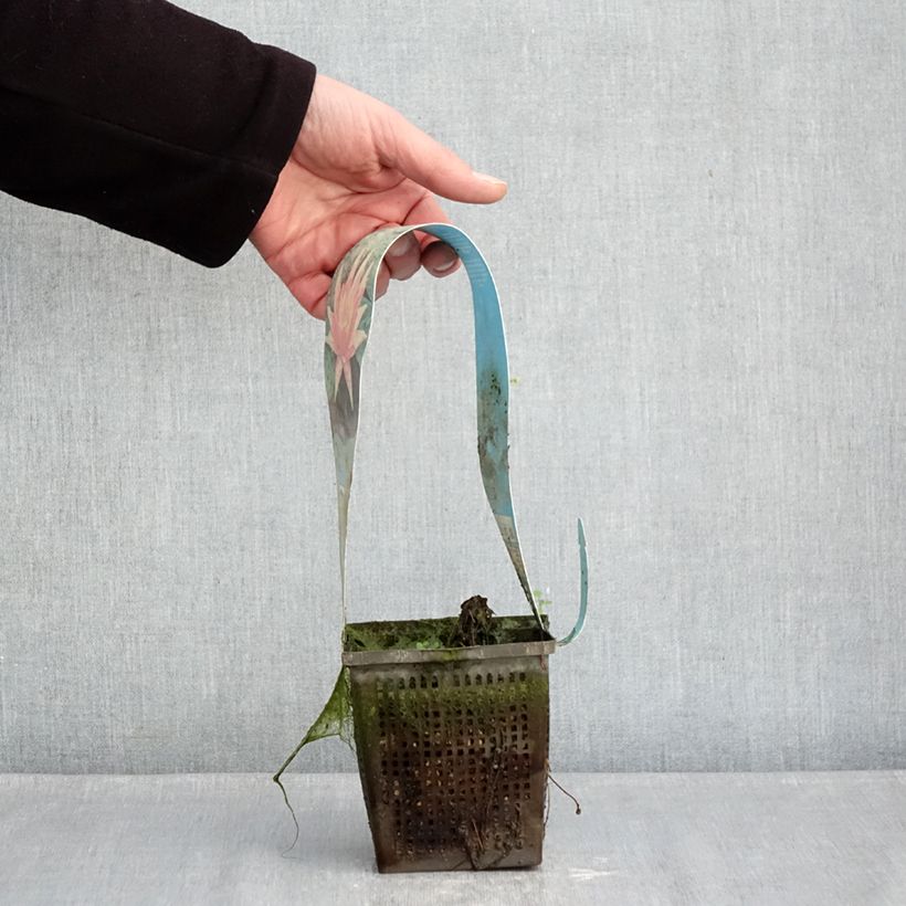 Exemplar von Nymphaea Red Spider - Winterharte Seerose Topf mit 1L/1,5L wie im Winter geliefert