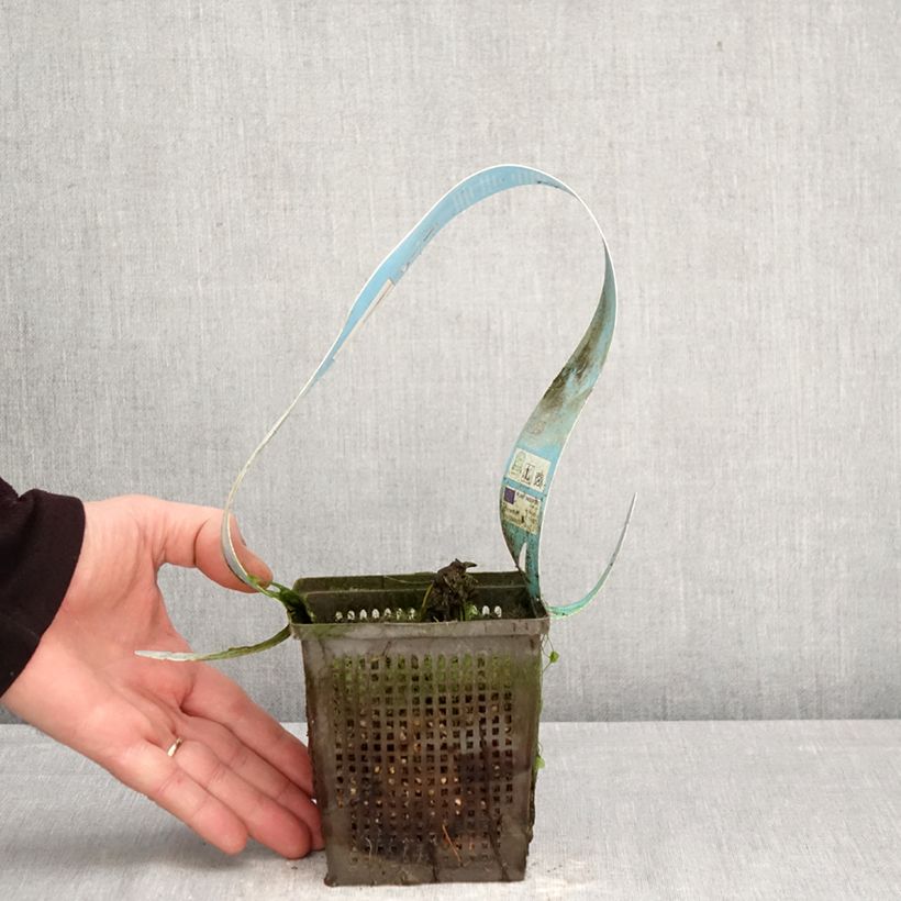 Exemplar von Nymphaea Red Spider - Winterharte Seerose Topf mit 1L/1,5L wie im Frühjahr geliefert