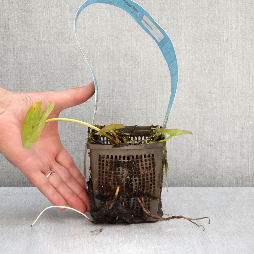 Exemplar von Nymphaea Rose Arey - Winterharte Seerose Topf mit 1L/1,5L wie im Herbst geliefert