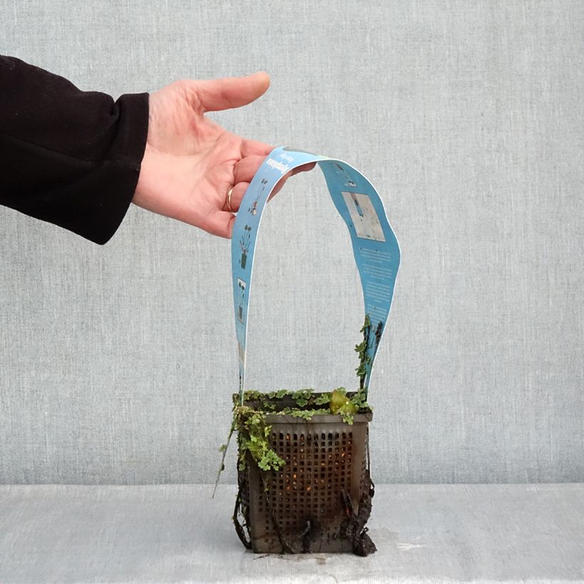 Exemplar von Nymphaea Rose Arey - Winterharte Seerose Topf mit 1L/1,5L wie im Winter geliefert