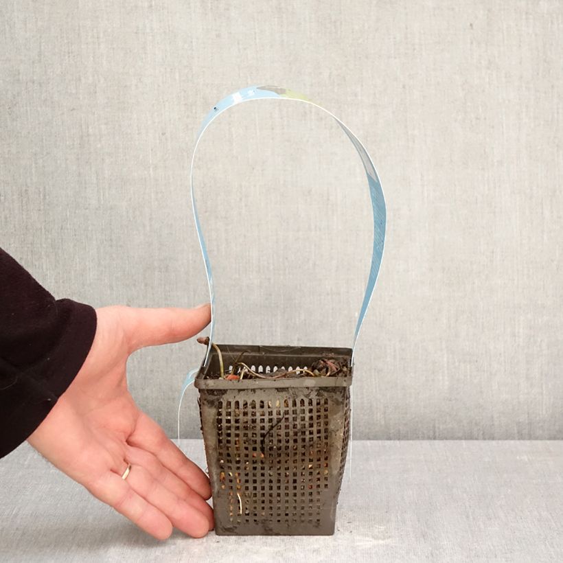 Exemplar von Nymphaea Rose Arey - Winterharte Seerose Topf mit 1L/1,5L wie im Frühjahr geliefert