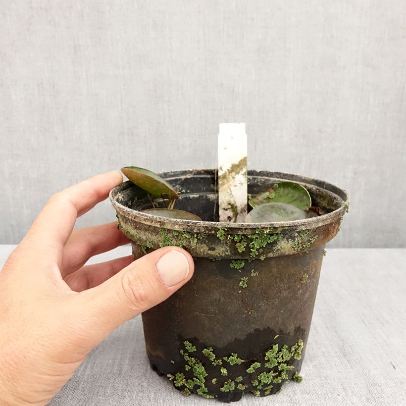 Exemplar von Nymphaea Sioux - Winterharte Seerose Topf mit 1L/1,5L wie im Herbst geliefert