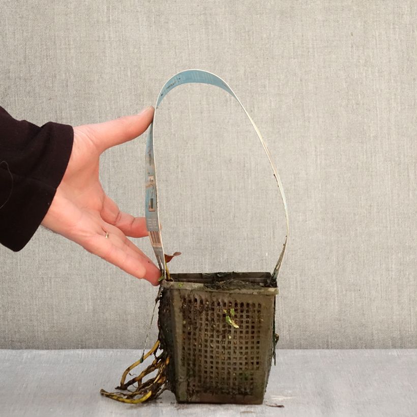 Exemplar von Nymphaea Venusta - Winterharte Seerose Topf mit 1L/1,5L wie im Winter geliefert