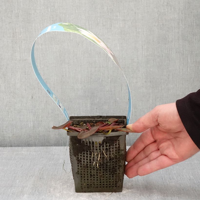 Exemplar von Nymphaea Venusta - Winterharte Seerose Topf mit 1L/1,5L wie im Frühjahr geliefert