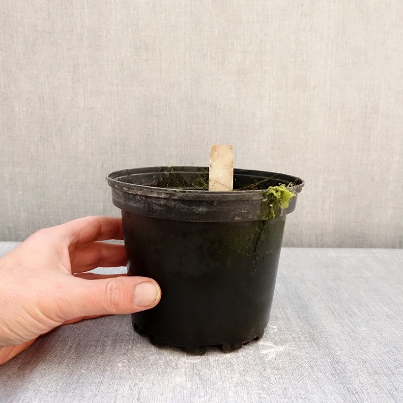 Exemplar von Nymphaea Walter Pagels - Winterharte Seerose Topf mit 1,5L/2L wie im Winter geliefert