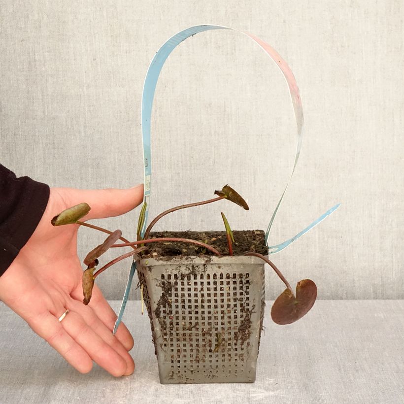 Exemplar von Nymphaea Wanvisa - Winterharte Seerose Topf mit 1L/1,5L wie im Frühjahr geliefert