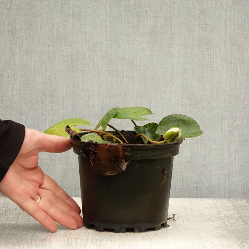 Exemplar von Nymphaea Yellow Enigma - Winterharte Seerose Topf mit 1,5L/2L wie im Herbst geliefert