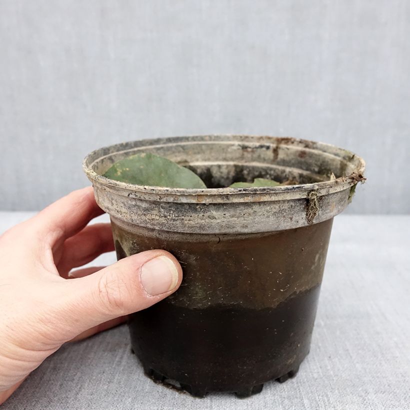 Exemplar&#x20;von&#x20;Nymphaea&#x20;Yellow&#x20;Enigma&#x20;-&#x20;Winterharte&#x20;Seerose&#x20;Topf&#x20;mit&#x20;1,5L&#x2F;2L&#x20;wie&#x20;im&#x20;Winter&#x20;geliefert