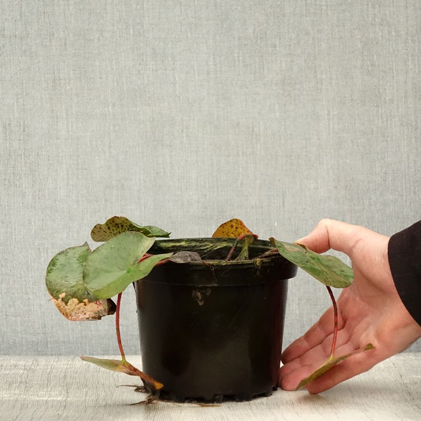 Exemplar von Nymphaea Yellow Queen - Winterharte Seerose Topf mit 1,5L/2L wie im Herbst geliefert