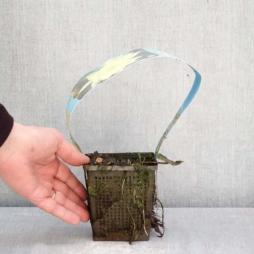 Exemplar von Nymphaea Yellow Sensation - Winterharte Seerose Topf mit 1L/1,5L wie im Frühjahr geliefert