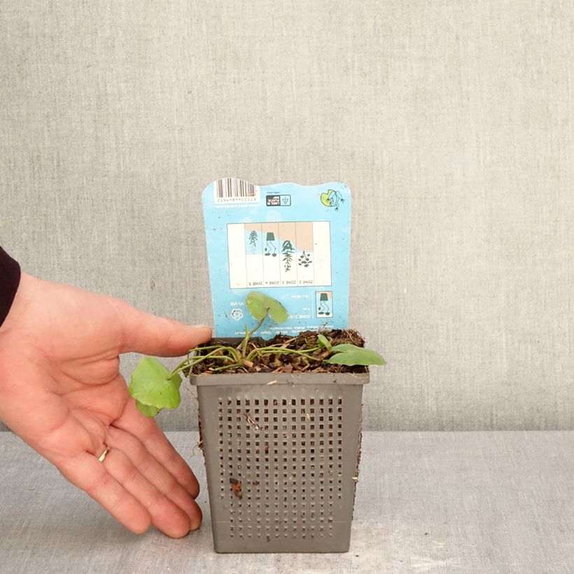 Exemplar von Nymphoides peltata - Europäische Seekanne Topf mit 1L/1,5L wie im Frühjahr geliefert