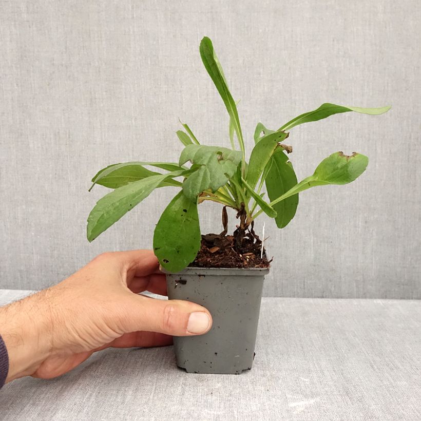 Exemplar von Aster amellus Grunder - Berg-Aster Kleine Töpfe von 8/9 cm wie im Herbst geliefert