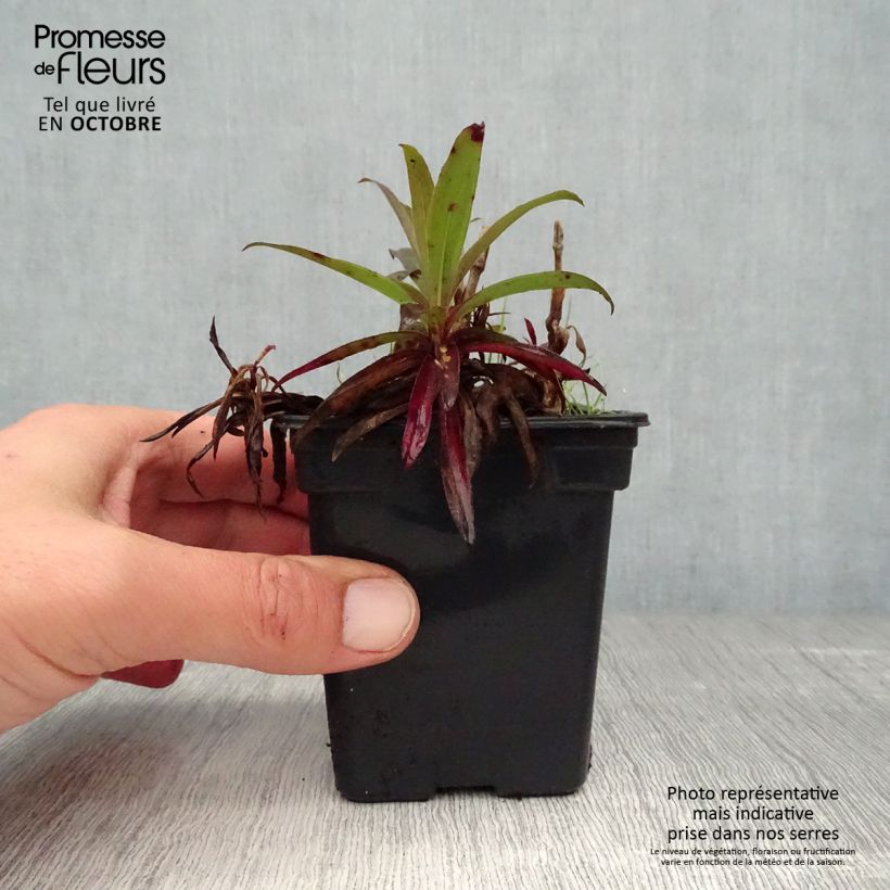 Exemplar von Dianthus barbatus Nigrescens Sooty - Bartnelke Kleine Töpfe von 7/8 cm wie im Herbst geliefert