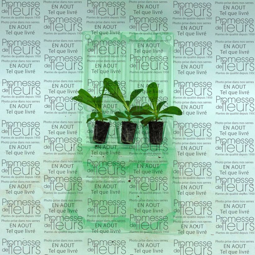 Beispiel eines Exemplars von Dianthus barbatus Precurseur - Bartnelke Mini-Plug Ø 3/4 cm wie geliefert
