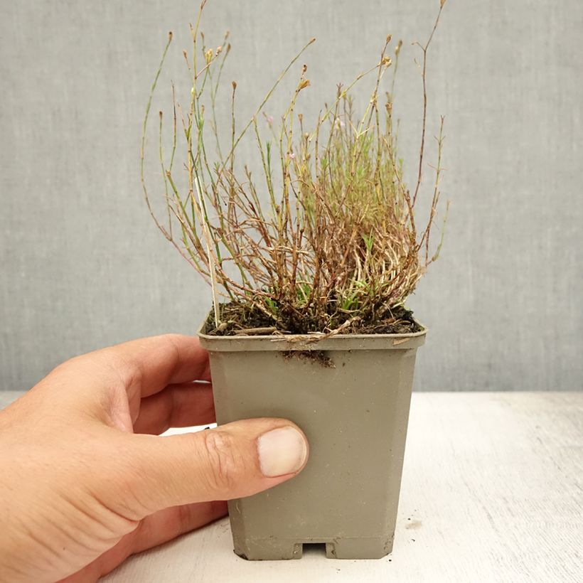 Exemplar von Petrorhagia saxifraga - Steinbrech-Felsennelke Kleine Töpfe von 8/9 cm wie im Sommer geliefert