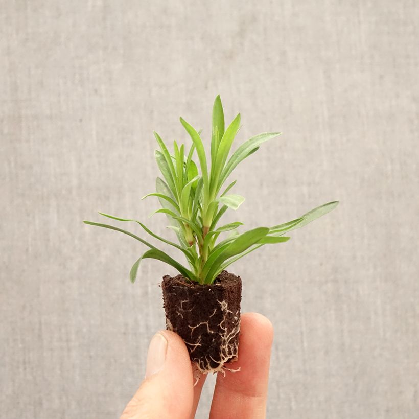 Exemplar von Garten-Nelke Sunflor Sinclair - Dianthus Mini-Plug Ø 1,5/2,5 cm wie im Frühjahr geliefert