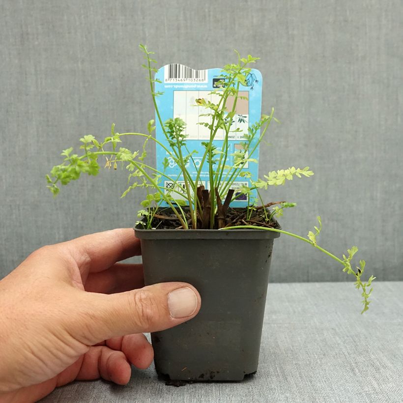 Exemplar von Oenanthe aquatica - Wasserfenchel Kleine Töpfe von 8/9 cm wie im Sommer geliefert
