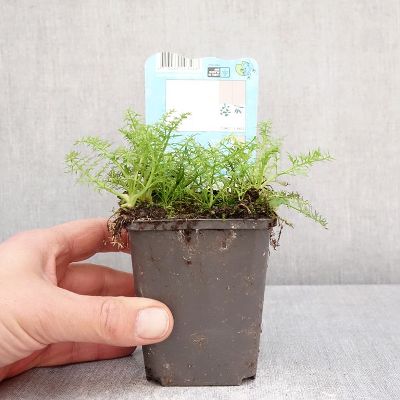 Exemplar von Oenanthe aquatica - Wasserfenchel Kleine Töpfe von 8/9 cm wie im Frühjahr geliefert