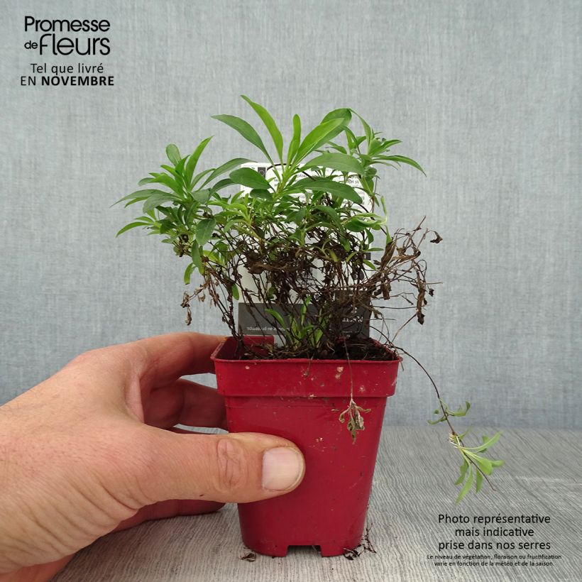Exemplar von Oenothera fruticosa African Sun - Stauden-Nachtkerze Kleine Töpfe von 8/9 cm wie im Herbst geliefert