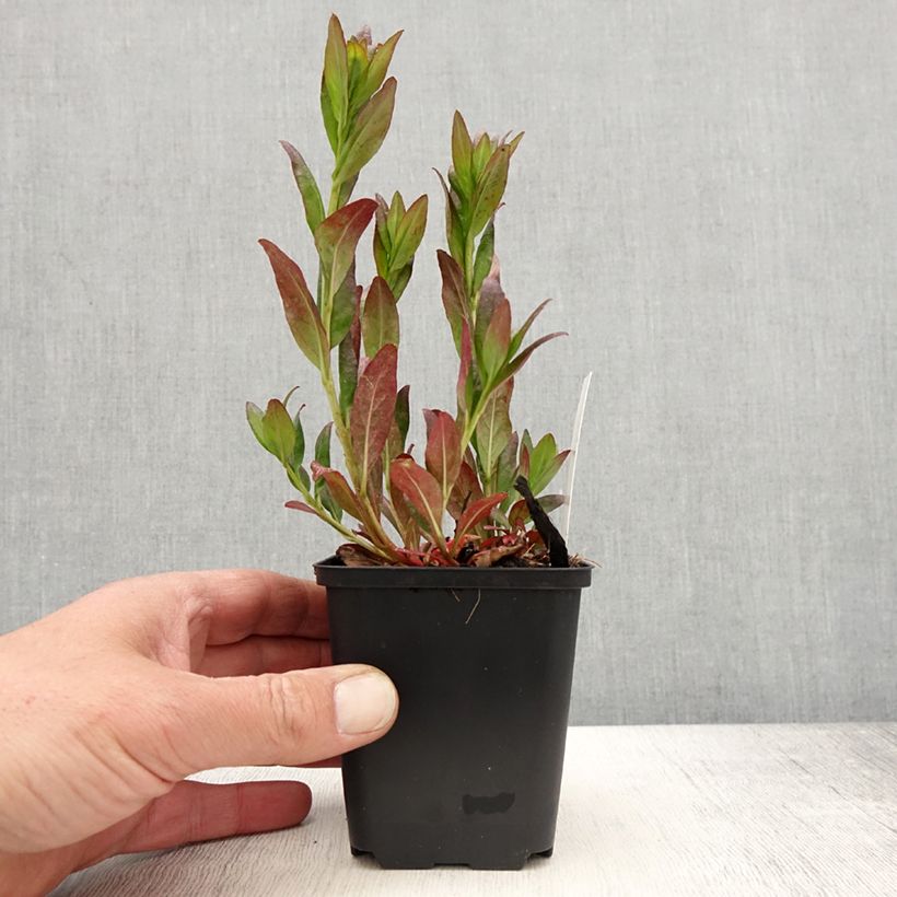 Exemplar von Oenothera fruticosa Hohes Licht - Stauden-Nachtkerze Kleine Töpfe von 8/9 cm wie im Frühjahr geliefert