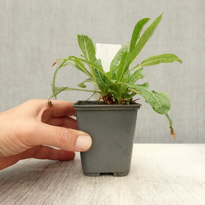 Exemplar von Oenothera glazioviana - Rotkelchige Nachtkerze Kleine Töpfe von 8/9 cm wie im Herbst geliefert