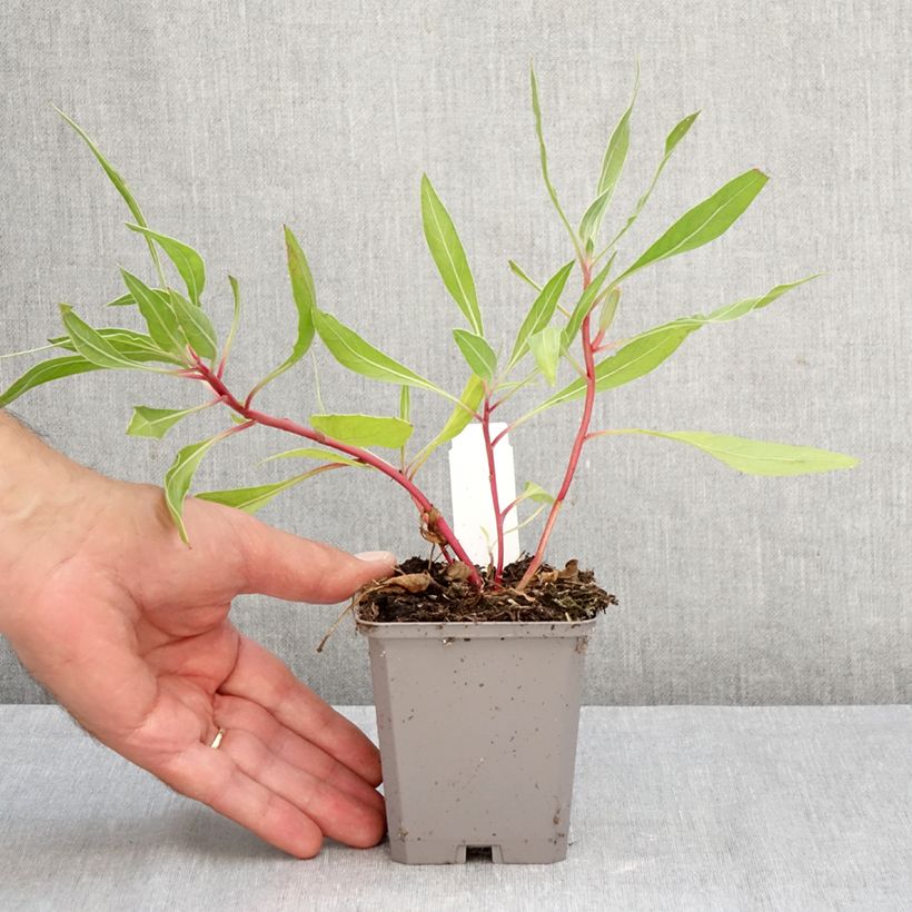 Exemplar von Oenothera missouriensis - Missouri-Nachtkerze Kleine Töpfe von 7/8 cm wie im Herbst geliefert