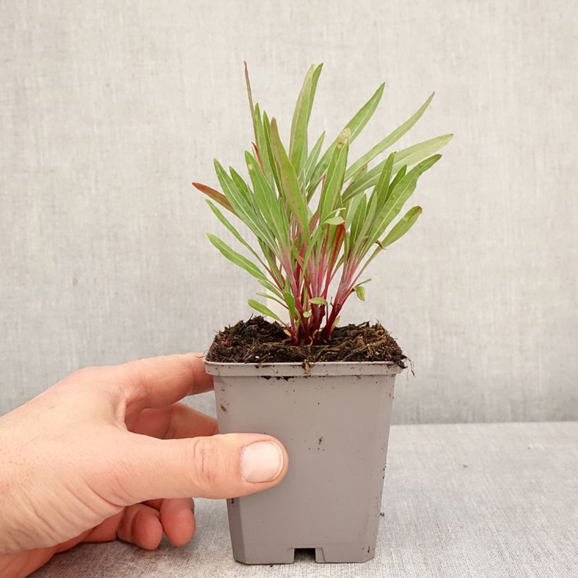 Exemplar von Oenothera missouriensis - Missouri-Nachtkerze Kleine Töpfe von 7/8 cm wie im Frühjahr geliefert