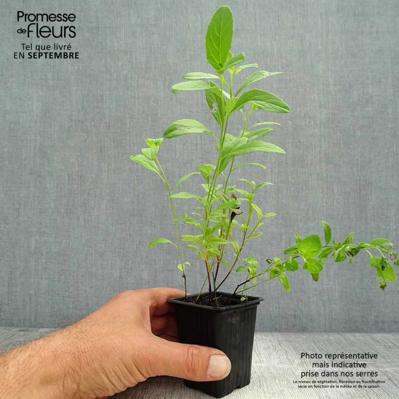 Exemplar von Oenothera speciosa - Weiße Nachtkerze Kleine Töpfe von 7/8 cm wie im Herbst geliefert