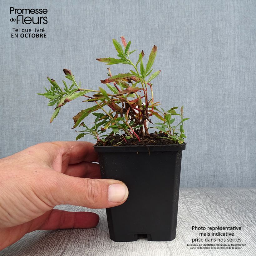 Exemplar von Oenothera speciosa Siskiyou - Weiße Nachtkerze Kleine Töpfe von 8/9 cm wie im Herbst geliefert