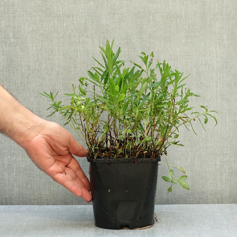 Exemplar von Oenothera speciosa Siskiyou - Weiße Nachtkerze Topf mit 2L/3L wie im Herbst geliefert