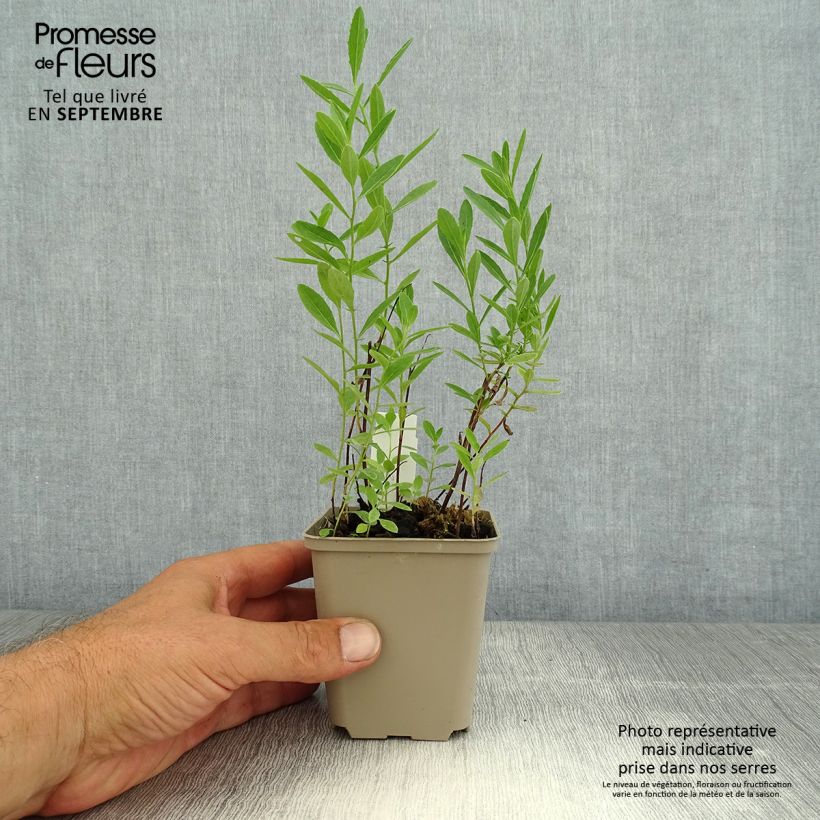 Exemplar von Oenothera speciosa Twilight - Weiße Nachtkerze Kleine Töpfe von 8/9 cm wie im Sommer geliefert