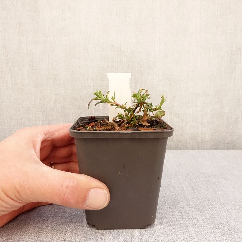 Exemplar von Oenothera speciosa Twilight - Weiße Nachtkerze Kleine Töpfe von 8/9 cm wie im Frühjahr geliefert